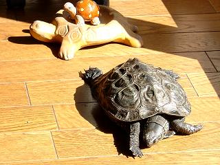 �΂���΂���`