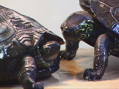 �������Ƀu�����`