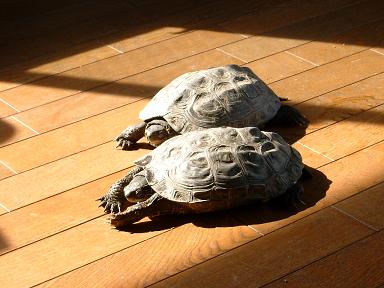 �ӂ����`�`�`