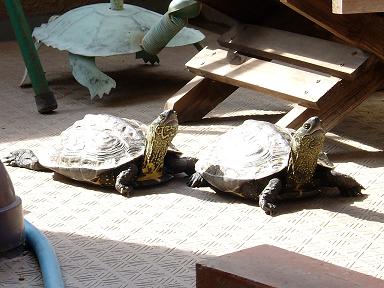 �M�d�Ȃ������܂������ �B�B