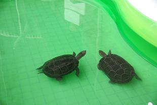 ���ɂ傲�ɂ�B�B